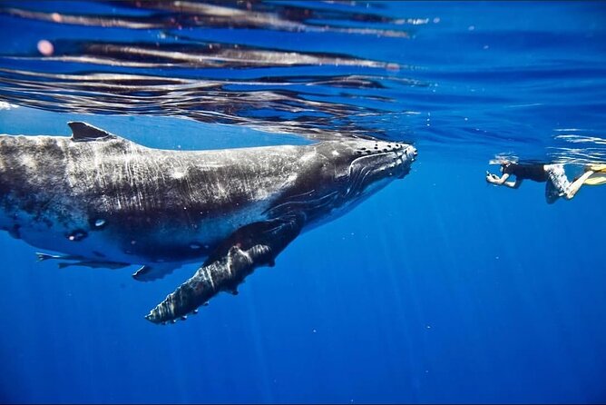 Tahiti, land of whales: a unique experience! - Who will get the most from this $176 trip