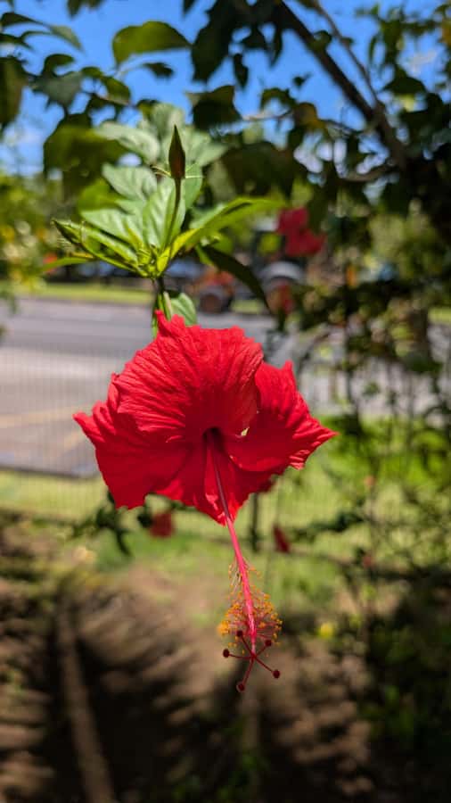 Tahiti: Northeast Coast Waterfalls&Viewpoints Half Day Tour - What the private format adds