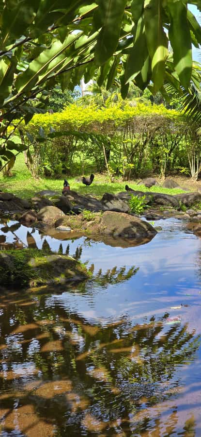 Tahiti: Private Half Day Culture and Nature Highlights Tour - Faarumai Waterfall brings the biggest natural spectacle