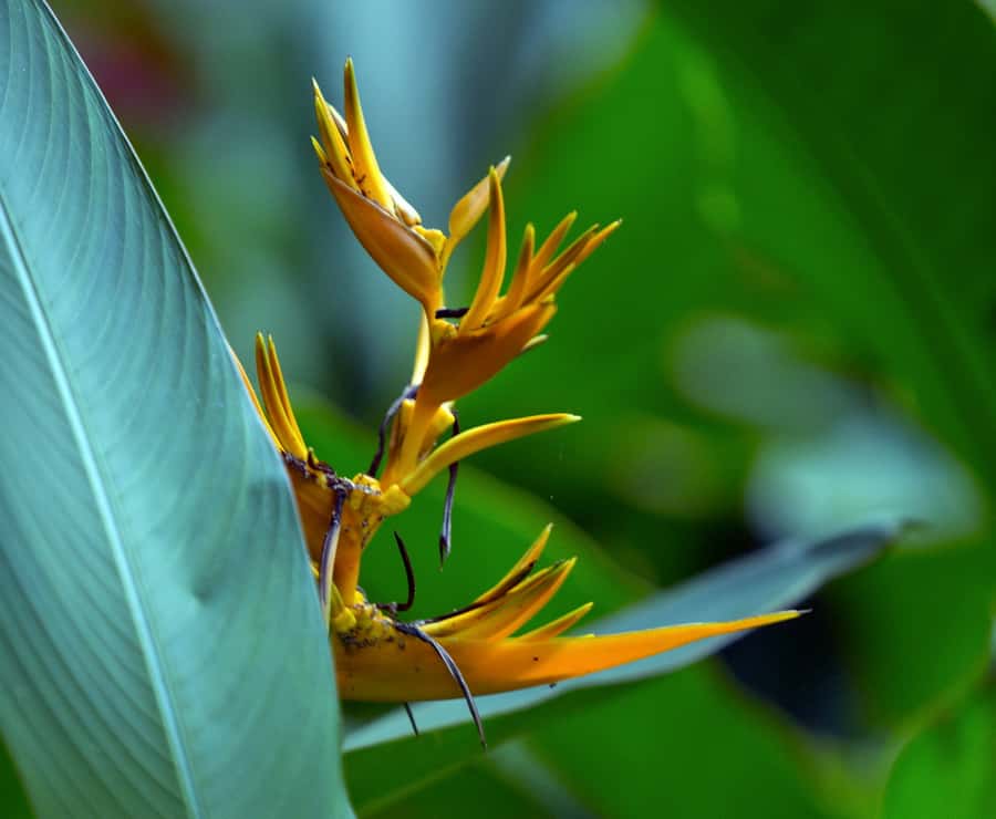 Tahiti: Private Half Day Culture and Nature Highlights Tour - Point Venus and Matavai Bay close the story