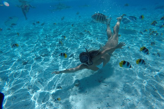 Toa Boat Bora Bora Private Lagoon tour On Ambassador Boat - Coral gardens and colorful fish