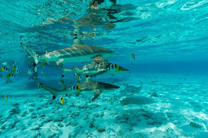 Toa Boat Bora Bora Private Lagoon tour On Ambassador Boat - Snorkeling with rays and sharks