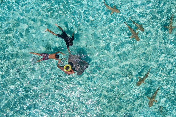 Toa Boat Bora Bora Private Lagoon tour On Majestic Pontoon Boat - Snorkeling Among Fish, Rays, Sharks, and Coral Gardens