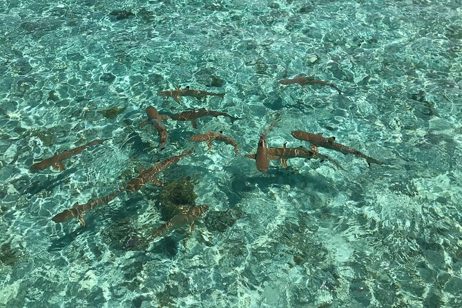 Toa Boat Bora Bora Private Lagoon tour with Lunch on Entertainer Bar Boat - Champagne, local beer, and an easygoing boat atmosphere