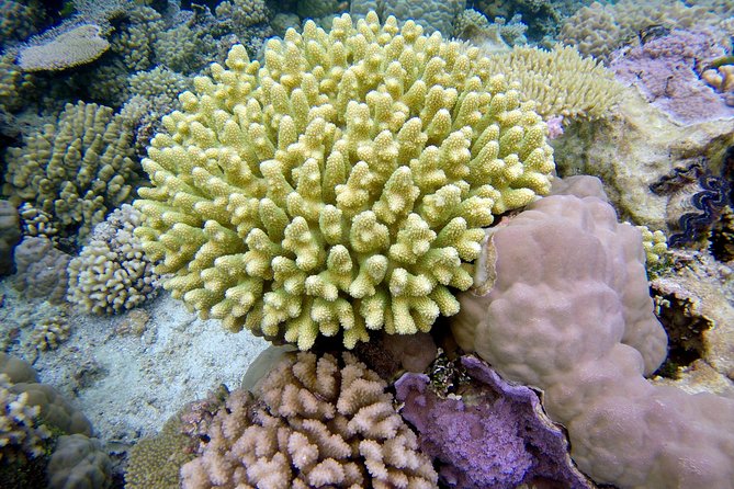 Tohora Bora Bora Snorkeling Lagoon Tours - What this Bora Bora snorkeling tour is really about