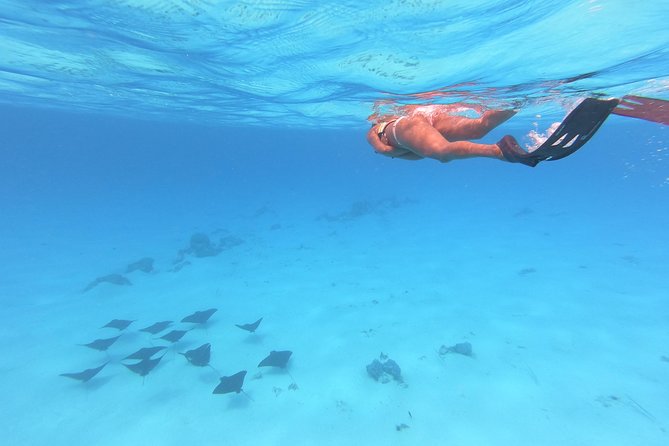 Tohora Bora Bora Snorkeling Lagoon Tours - Who will get the most from the $175.78 price