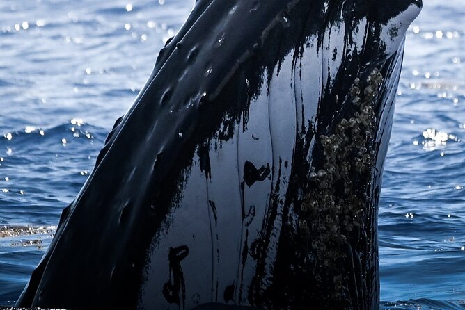 Watch and Swim with Humpback Whales in Moorea - A rare whale encounter off Moorea
