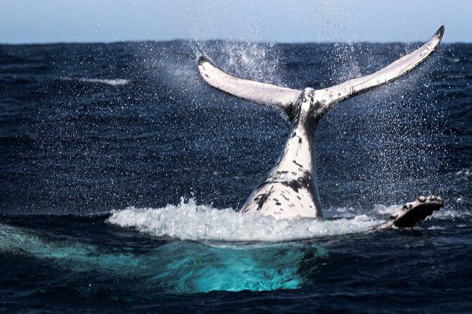 Watch and Swim with Humpback Whales in Moorea - What the four-hour outing is likely to feel like