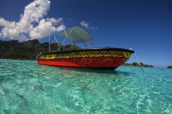 Watch and Swim with Humpback Whales in Moorea - The crew and the personal touch