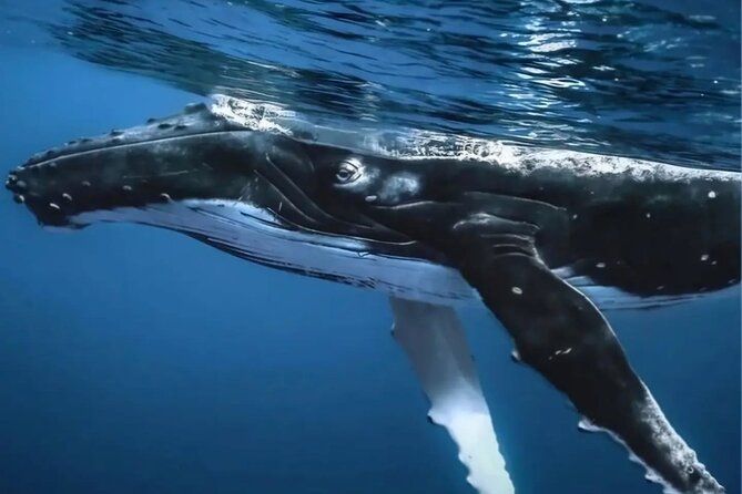 Watch and Swim with Humpback Whales in Moorea - Cancellation and weather details to remember