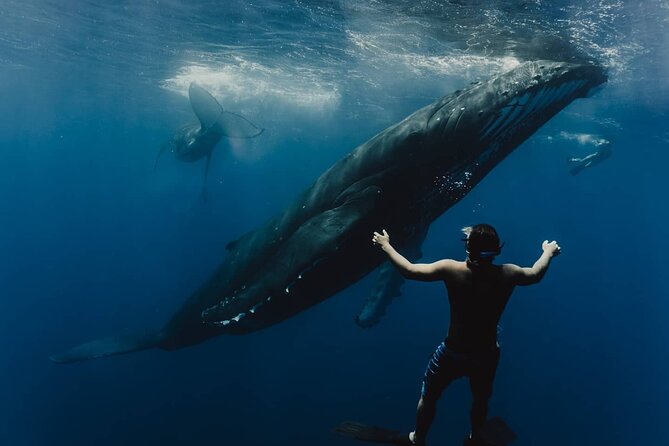 Whale Tour - Observe and swim with whales - Key points to know before booking