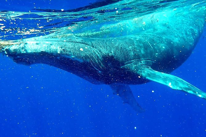 Whale Tour - Observe and swim with whales - Why Moorea is such a strong whale-watching base