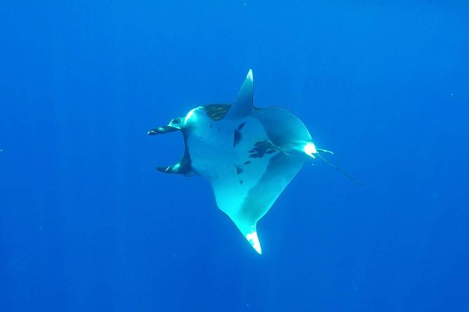 Whale Tour - Observe and swim with whales - The lagoon stop with rays and reef sharks