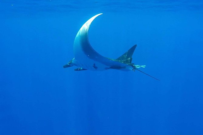 Whale Tour - Observe and swim with whales - Timing, pickup, and the Moorea connection