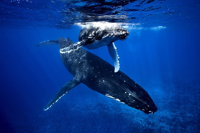 WHALE TOUR - Watching and Swimming with Whales - Key points to know before booking