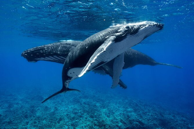 WHALE TOUR - Watching and Swimming with Whales - Why the whale encounter takes patience
