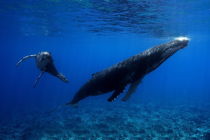 WHALE TOUR - Watching and Swimming with Whales - Henua, Nicolas, and the crew’s role