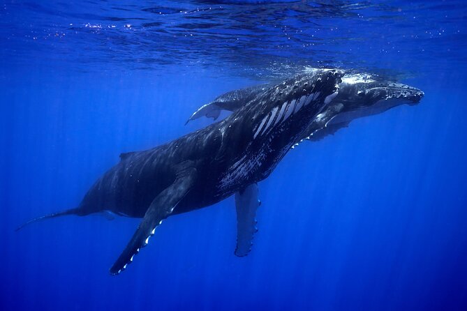 WHALE TOUR - Watching and Swimming with Whales - A small boat, a big effect on comfort