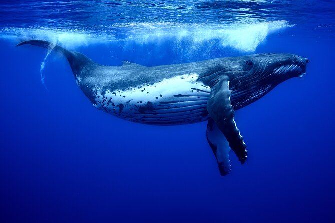 WHALE TOUR - Watching and Swimming with Whales - Is $327.95 a fair price?