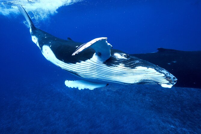 WHALE TOUR - Watching and Swimming with Whales - The responsible side of swimming with whales