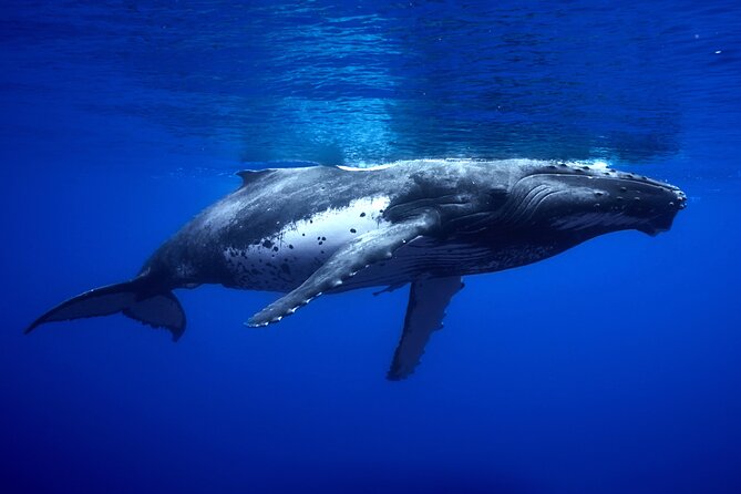 WHALE TOUR - Watching and Swimming with Whales - Who should book this Moorea tour?