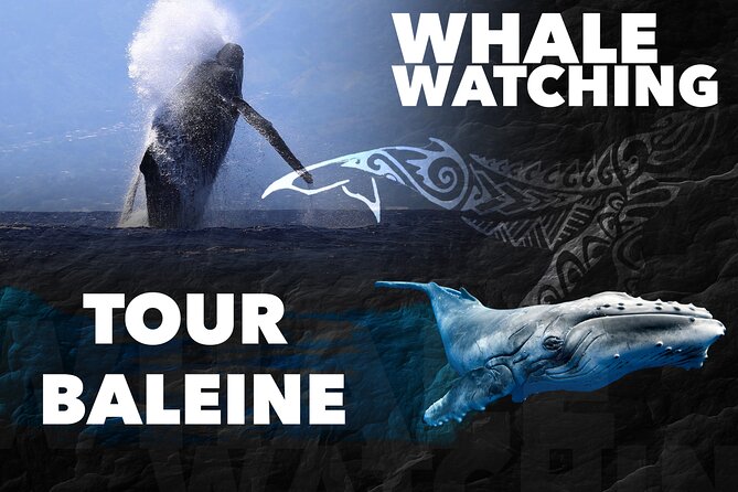 WHALE TOUR - Watching and Swimming with Whales - Entering the water with humpback whales