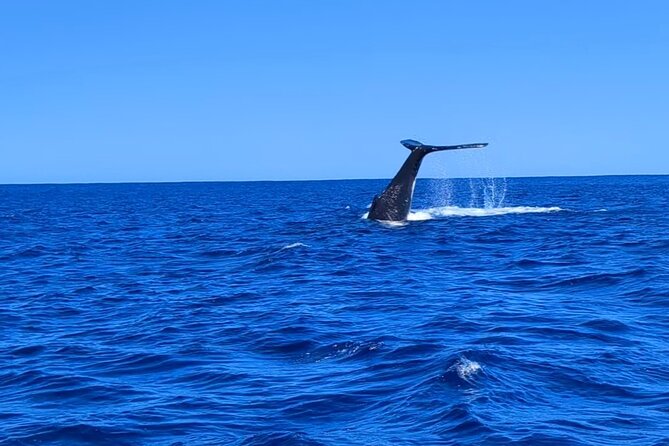 Whale watching 6 people half day - Key points at a glance