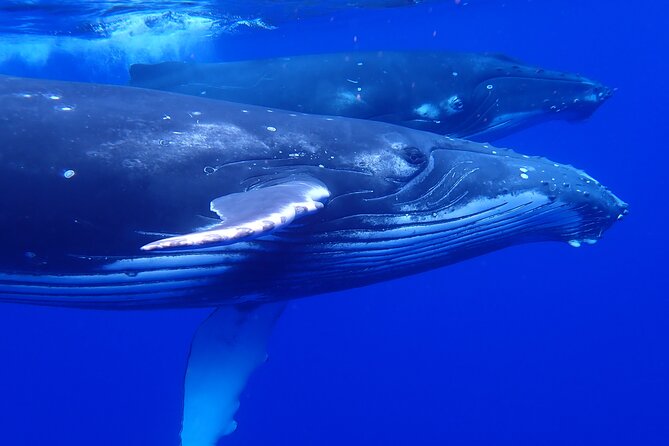 Whale watching 6 people half day - A small boat and a serious wildlife code