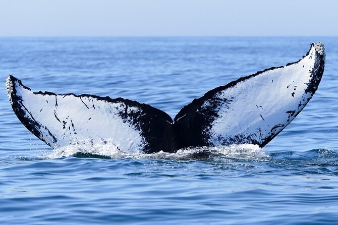Whale watching 6 people half day - The water session, when conditions allow