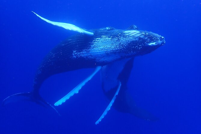 Whale watching 6 people half day - Is $273.29 a fair price?