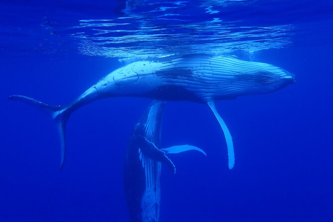 Whale watching 6 people half day - Searching for humpback whales off Moorea