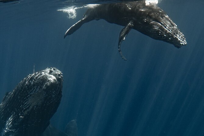 Whale Watching Activity - The value of $285.44 per person