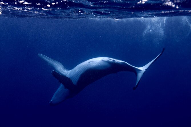 Whale watching and snorkelling in Moorea - What makes Moorea’s whale season special
