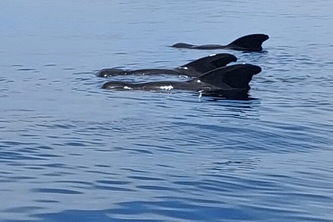 Whale watching and snorkelling in Moorea - Respecting the whales instead of chasing a photo