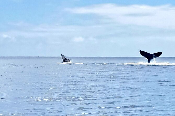 Whale watching and snorkelling in Moorea - Dolphins, turtles, sharks, and other possible sightings
