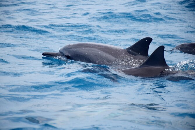 Whale watching and snorkelling in Moorea - Is $230.78 a fair price?