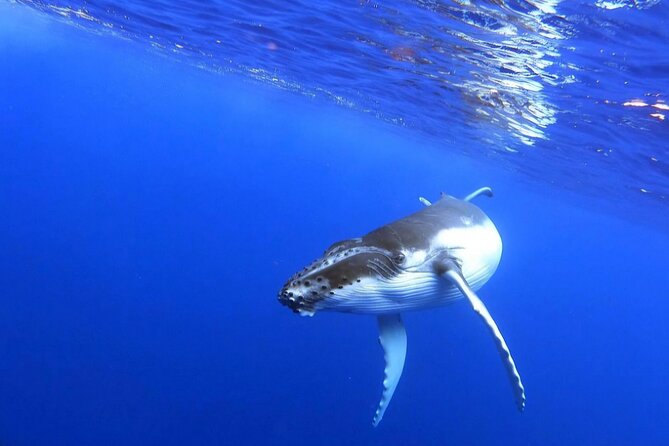 Whale watching and snorkelling in Moorea - Who should book this Moorea outing?