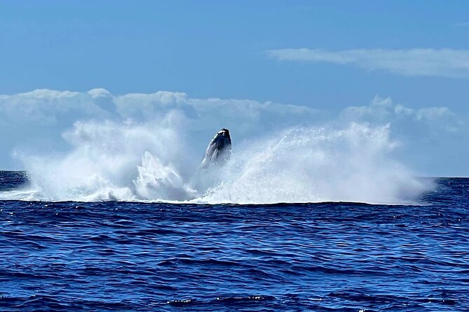 Whale watching and snorkelling in Moorea - Searching for humpback whales from the boat