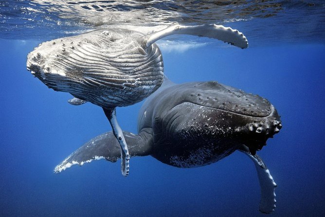Whale Watching Bora Bora - Leaving Bora Bora by boat for the open Pacific