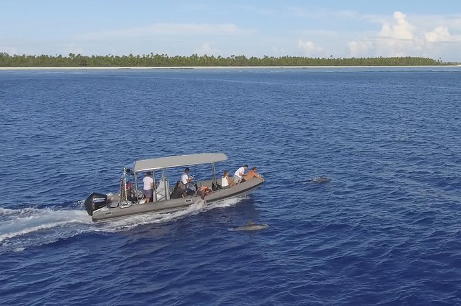 Whale Watching Bora Bora - From a distant spout to a mother and calf