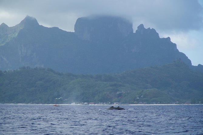 Whale Watching Bora Bora - How good is the crew?