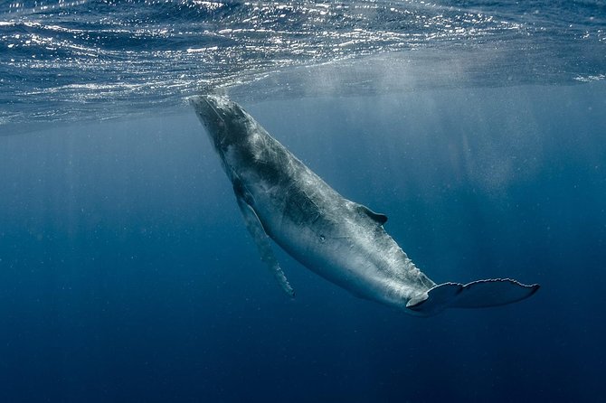 Whale Watching Bora Bora - What the crew does during the search