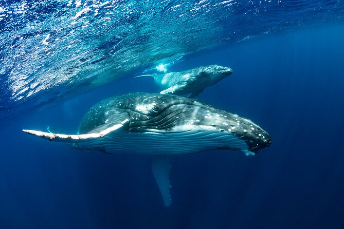 Whale watching DE Humpback West Coast of Tahiti - Key points before you book