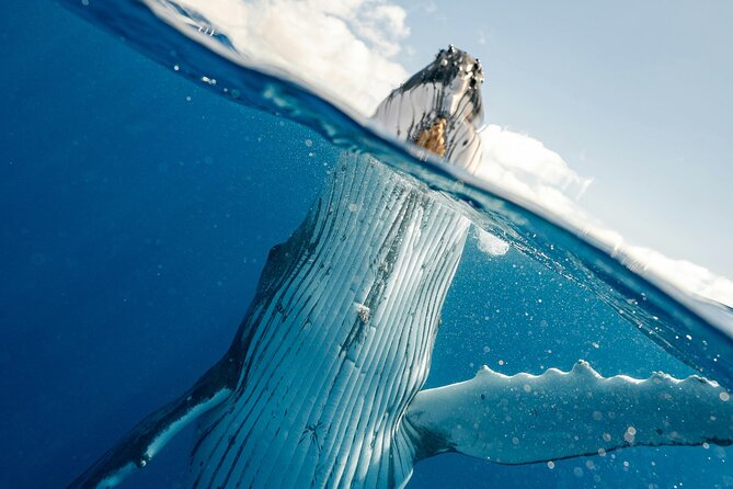 Whale watching DE Humpback West Coast of Tahiti - How the whale search unfolds