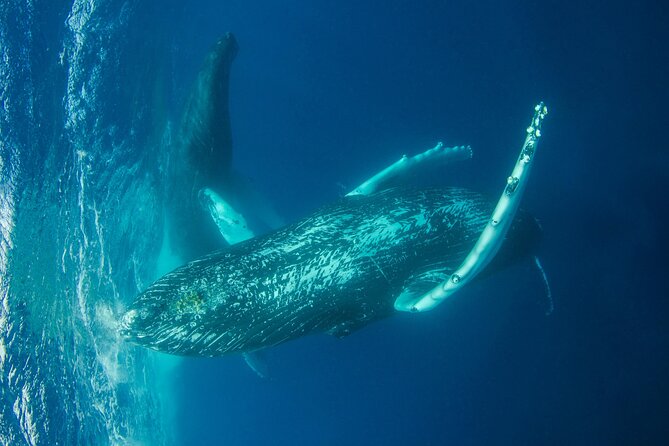 Whale watching DE Humpback West Coast of Tahiti - The optional launch with the whales
