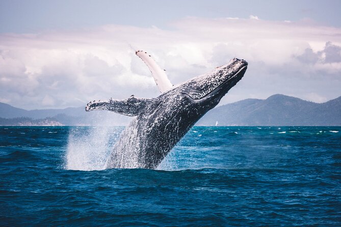 Whale watching DE Humpback West Coast of Tahiti - What the strongest encounters can be like