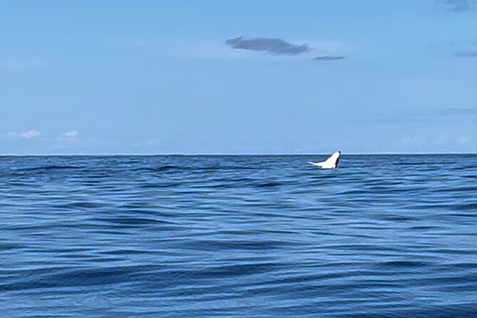 Whale watching DE Humpback West Coast of Tahiti - Price, inclusions, and real value