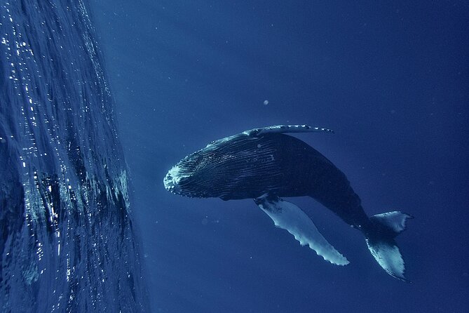 Whale watching DE Humpback West Coast of Tahiti - Meeting the boat at Taapuna at 7:30 a.m.