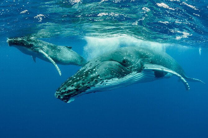 Whale watching DE Tahiti Peninsula - Leaving from Tahiti’s southern peninsula