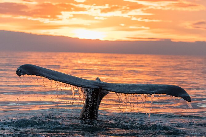 Whale watching DE Tahiti Peninsula - The real value of the $188.27 price